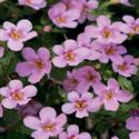 Afbeelding van Bacopa P12 Pink